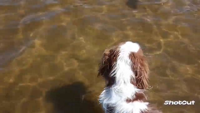 Кавалер Кинг Чарльз спаниель Армани познакомился с большой водой! Очень понравилось! смотреть онлайн