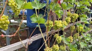 Экскурсия по винограднику у Сидоровича А.С. 06.09.2022