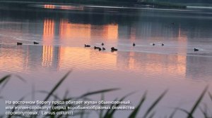 2024.06.29 Жулан. Нижний Царицынский пруд, Москва