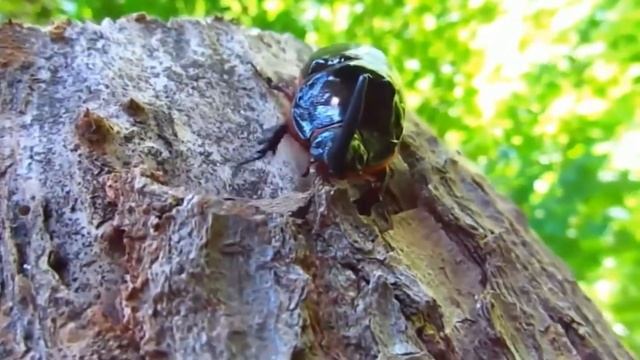 ЖУК НОСОРОГ ОБЫКНОВЕННЫЙ - очень сильный и безобидный жук! Интересное о жуках носорогах! смотреть онлайн