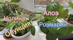 Полисциас. Нолина. Опунция. Розмарин. Молочаи. Алоэ. «Другие мои цветы». ? 17 ноября 2023 г.