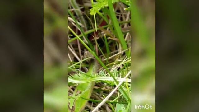 Кузнечики в поле смотреть онлайн