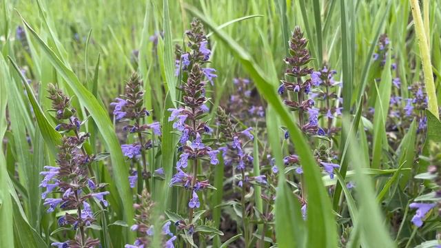 Ветер… смотреть онлайн