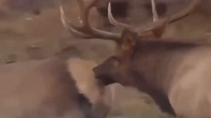 Олень-извращенец