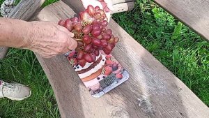 Виноград Пальмира Бурдака в Подмосковье .