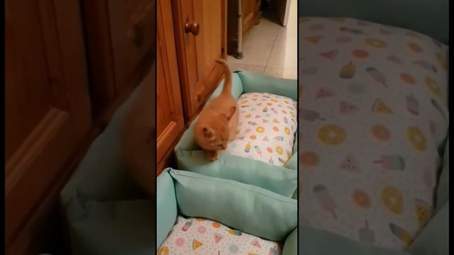 Смешные коты | Забавные животные | Милый котенок Том впервые дома у нашей бабушки. смотреть онлайн