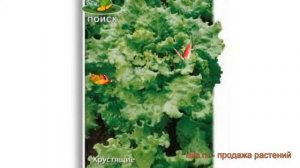 Салат обыкновенный Тайфун Листовой (tayfun) ? обзор: как сажать, семена салата Тайфун Листовой