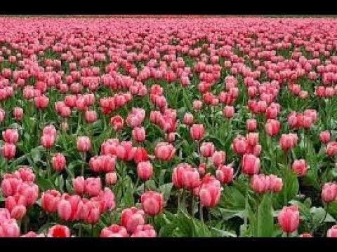 Счастья, любви и всех благ земных!