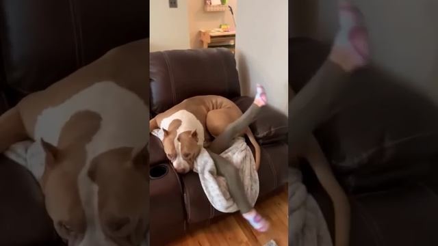 Собака неправильно поняла слово "сиделка" #shorts смотреть онлайн