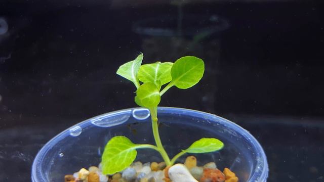 ЛОБЕЛИЯ КАРДИНАЛИС МИНИ. Lobelia cardinalis «Small Form». СЕКРЕТЫ СОДЕРЖАНИЯ В АКВАРИУМЕ смотреть онлайн