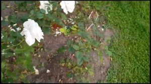 Главный ботанический сад  РАН Н.В. Цицина. Розарий. Москва  Часть1.