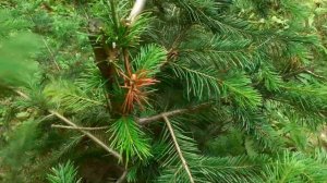 Так выглядит пихта без макушки. Небольшой обзор.