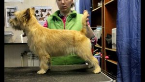 Керн-терьер Описание породы