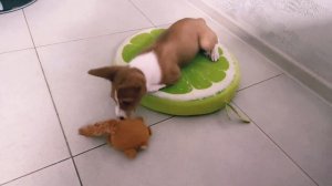 Маленький Басенджи в игре. Little Basenji in the game.