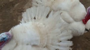 ставропольские индюки