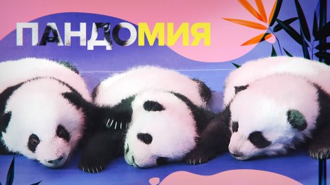 Впервые на публике: детёныши панд поздравили Китай с главным национальным праздником