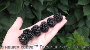 ПОНКА  и  ХОЛС БЬЮТИ сорта ежевики со сладкой ягодой