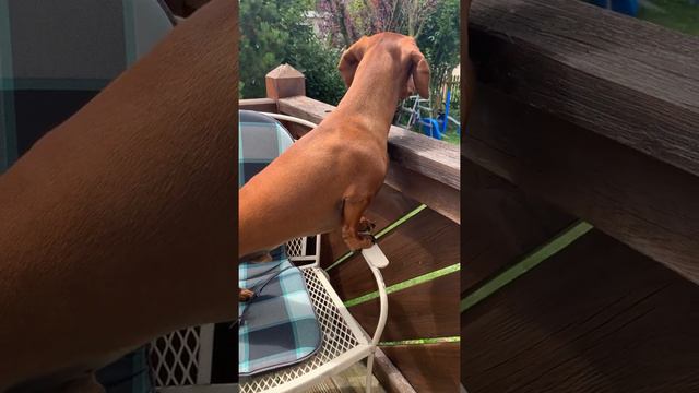 Red dachshund dog hears everything, then after false alarm returns to relaxing | Dackel / Teckel