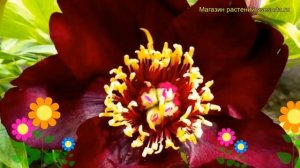 Пион ито Дарк Айз. Краткий обзор, описание характеристик, где купить саженцы paeonia itoh Dark Eyes