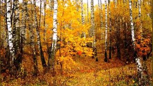 и. бунин листопад