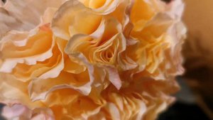 LA CAMPANELLA ROSE plant discovered by Frank Bart Schuurman