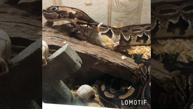 Королевский питон regius