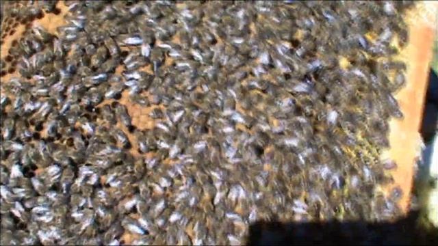 От пчелопакета до улья ! Расширение пчелопакета до улья ! Развитие пчелопакета до полного корпуса ! смотреть онлайн