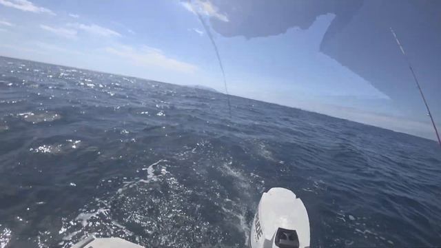 Акула съела мой ужин! Рыбалка на Кингфиш в Новой Зеландии. смотреть онлайн