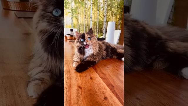 Cute Cat, Cute and Funny Cat Videos.