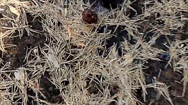 За грибами! Первые весенние грибы. Три в одном. смотреть онлайн