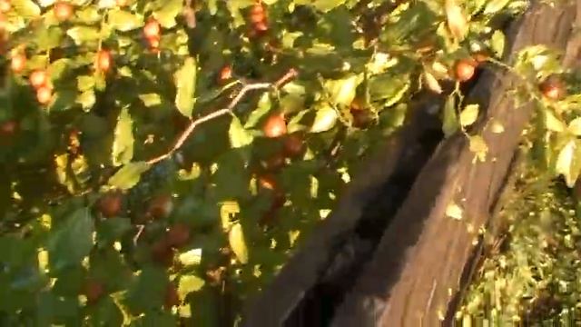 Зизифус вторая часть смотреть онлайн