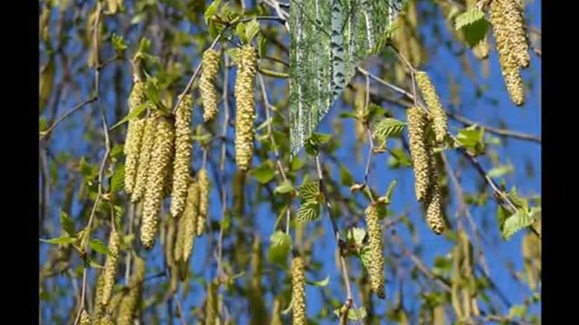 Белая березонька смотреть онлайн