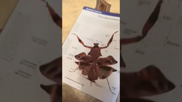 насекомые пилотная серия 🦂🕷️🐛🦗🐞