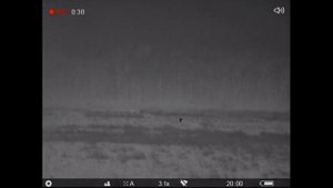 ОХОТА НА ВОЛКА В КАЛИНИНГРАДСКОЙ ОБЛАСТИ