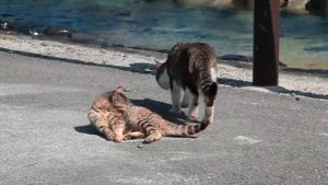 Жизнь уличных котов