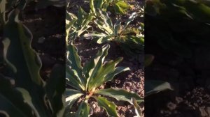 ЛИЛИЯ кандидум белоснежная луковицы на второй год Flower lily white ?