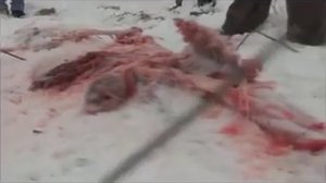 Волки съели собаку |Алабай| земля ему пухом :(