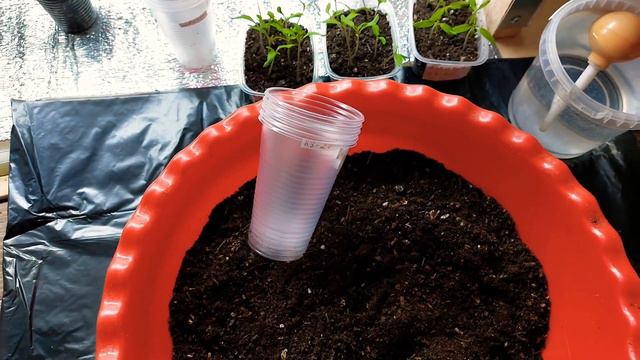 Пикировка томатов. Зацвела петуния.14 марта смотреть онлайн