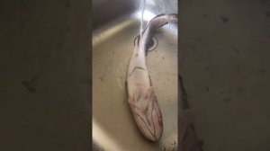 Как быстро почистить налима и другую рыбу!