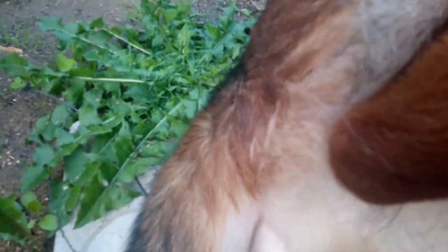 ОПРЕДЕЛЕНИЕ ГОТОВНОСТИ СУКИ К ВЯЗКЕ