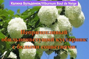 Неприхотливый обильноцветущий кустарник с белыми соцветиями