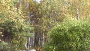 Турбаза Ангара. Байкальский тракт. Вблизи Листвянки.