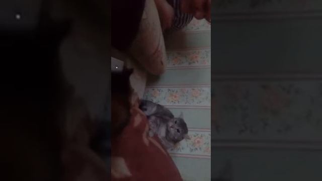 Собака рычит на кота смотреть онлайн