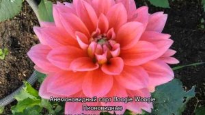 Когда цветут георгины — уход в этот период