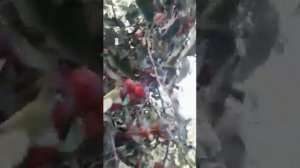 Яблоня зимняя Александр Бойко.