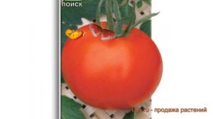 Томат обыкновенный Дар Заволжья (dar zavolzhya) ? обзор: как сажать, семена томата Дар Заволжья