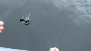 Ловля живцов с лодки на донку.