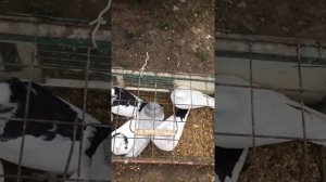 #Голуби.Самарский рынок голубей 24.05.20