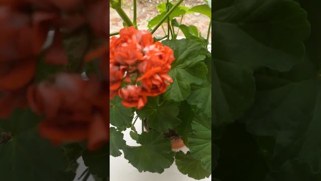 розабудная пеларгония ❤ красавица🤗 смотреть онлайн