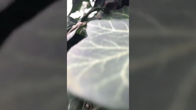 Природа. Плющ. Зелено.